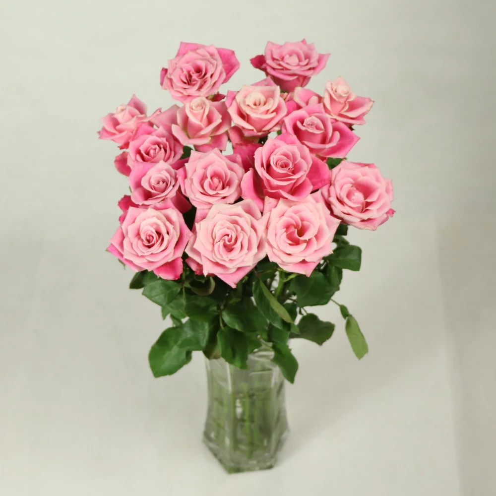 
jasmine rose fresh cut rose flower price Spray Chrysanthemum for anniversary 