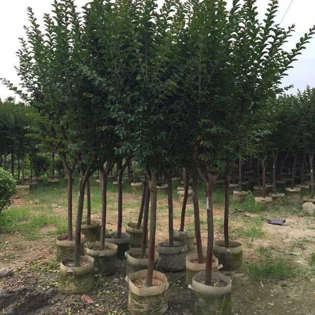 Белый, красный, фиолетовый, розовый, прямой ствол, индийское дерево лагерстроемии