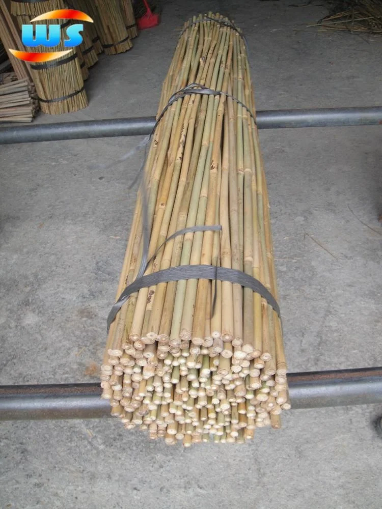 Raw bamboo cane