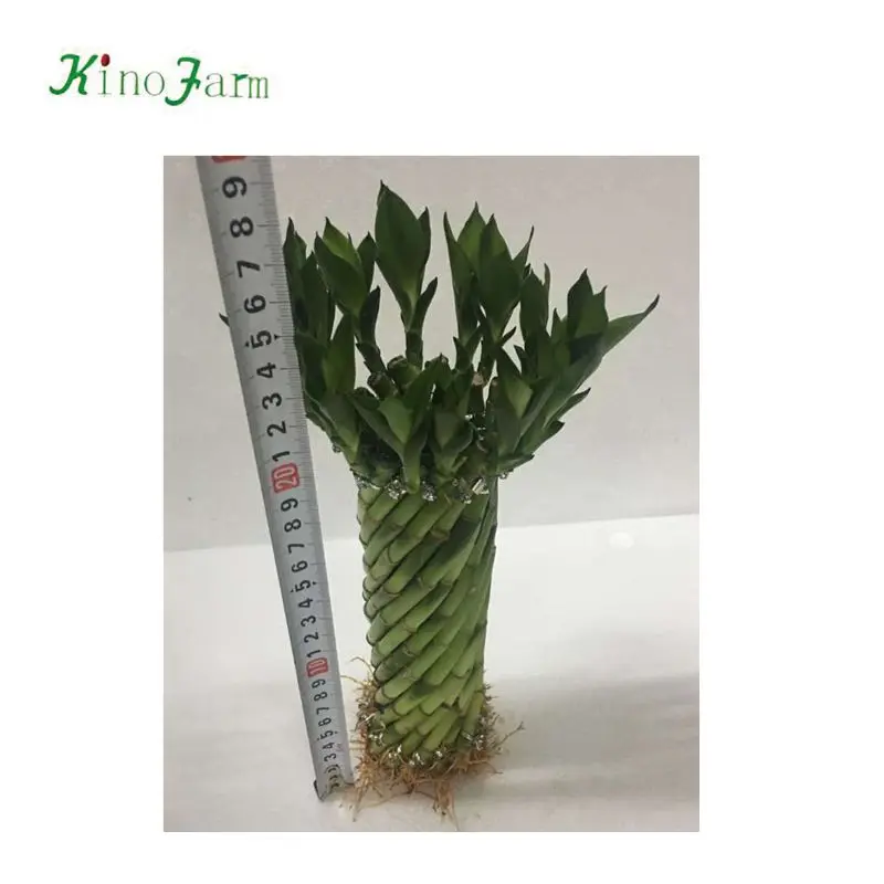 
ornamental indoor lucky bamboo plants sale 