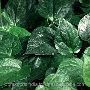 Pure Betel Leaf Oil (From Bangla Pan)