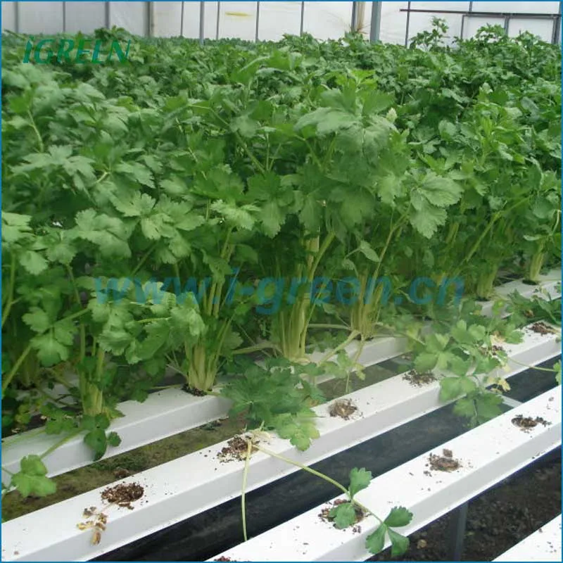 Commercial NFT hydroponics system