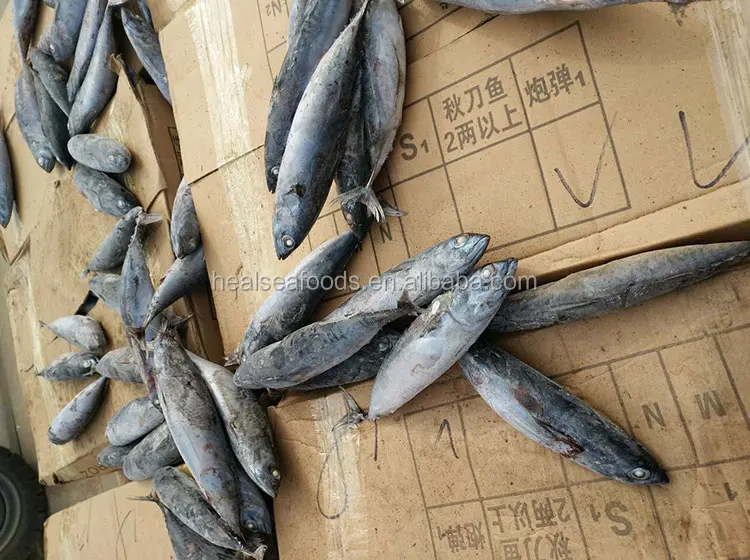 150-200 г, замороженный тунец, Халяль, Бонито, хлопья