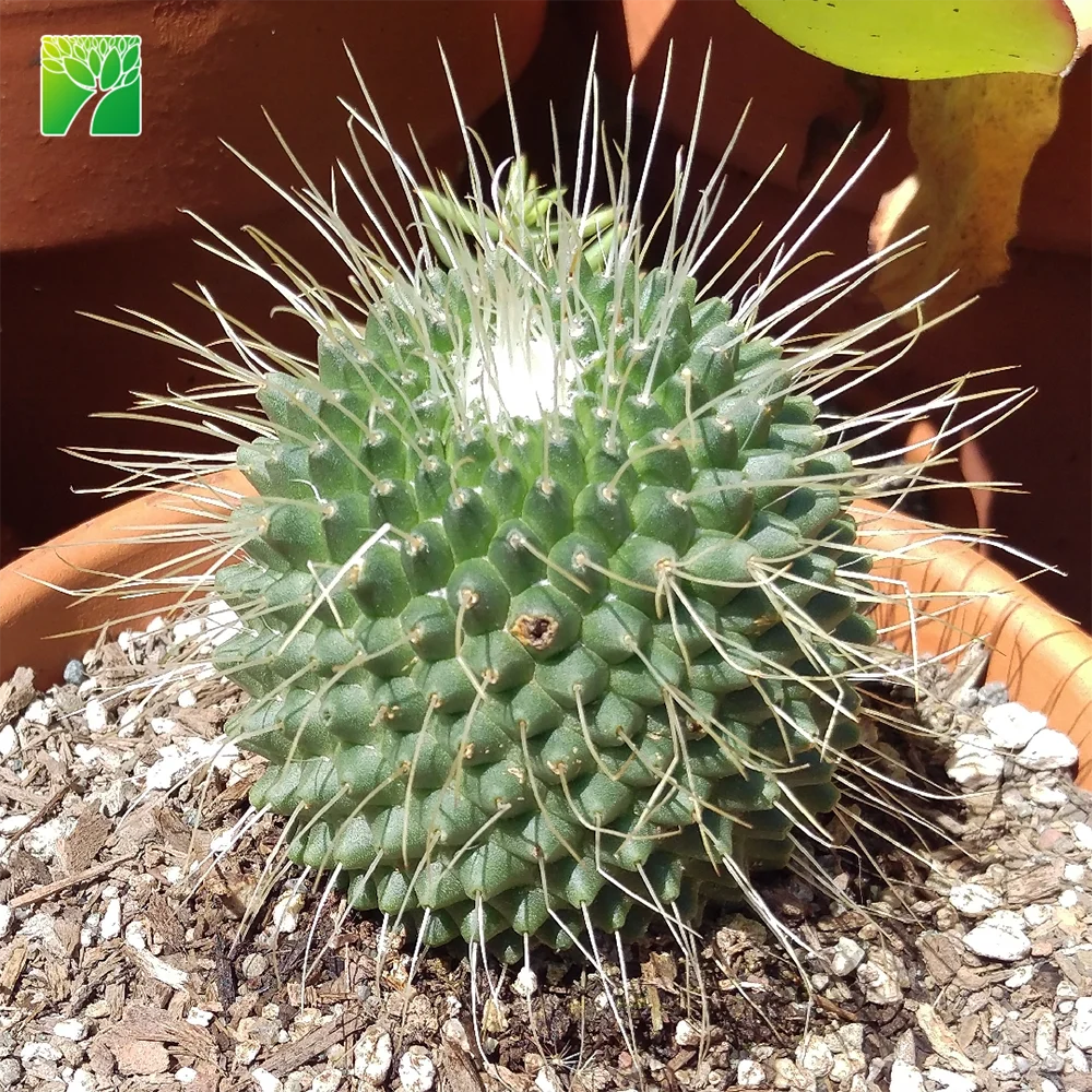Spring bloom season decoration cactus live plant spiny pincushion cactus Mammillaria spinosissima