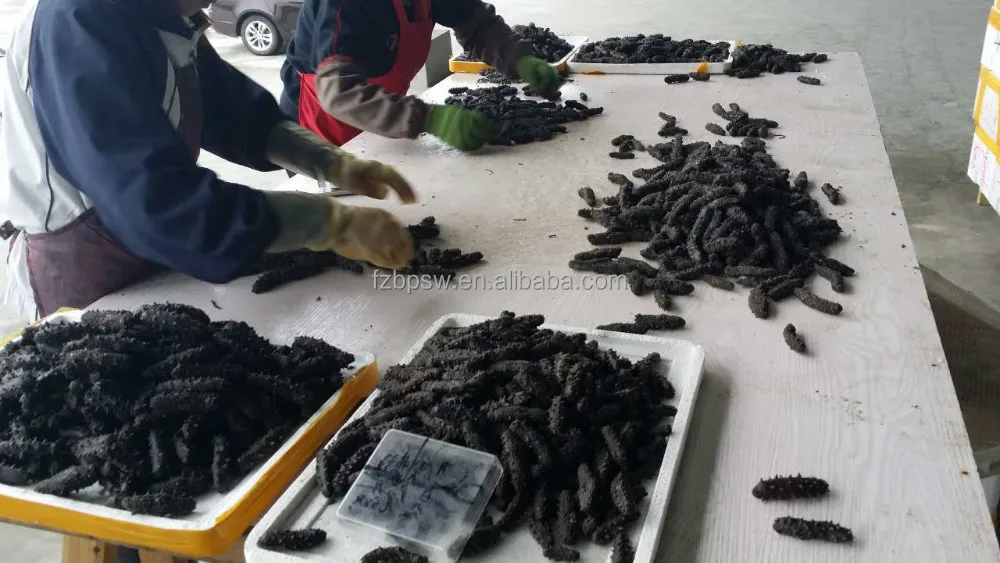 Морской огурец по цене stiweus, колючий/spiky/spiny / thorny Sea slug,