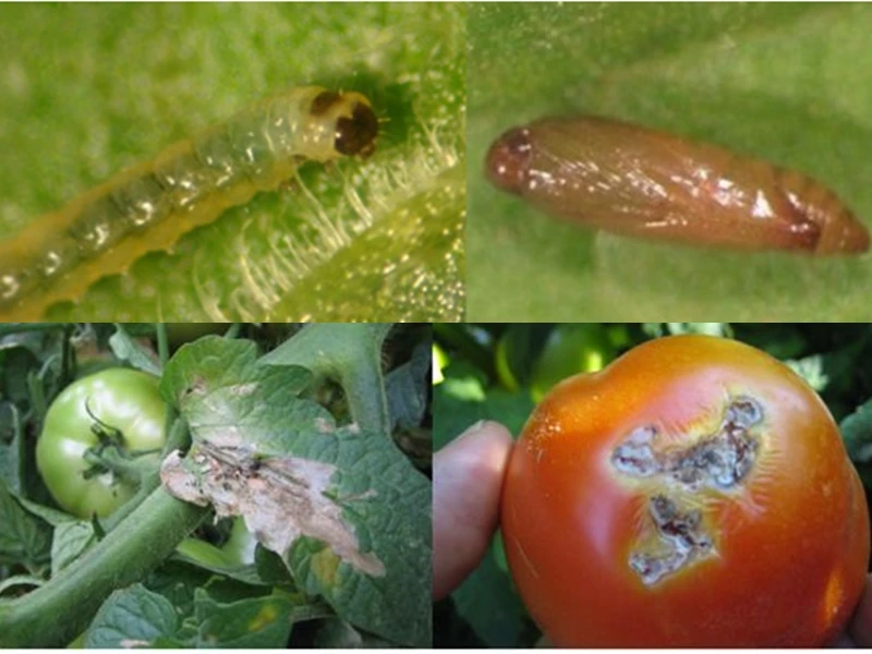 tomato leaf miner pheromone lure