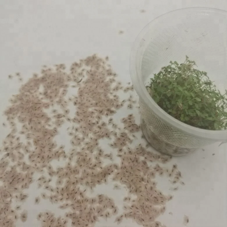 Китайское дерево pao tong, быстрорастущие гибридные семена пауловнии томентозы для посадки