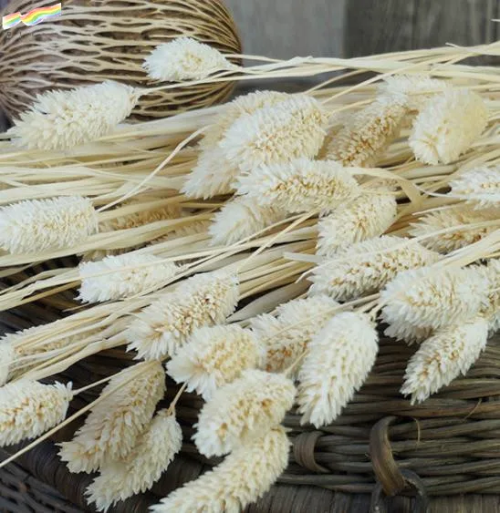 Natural Dried Mini Flower Small Gem Grass for Decoration Phalaris Bundle 20pcs/bag