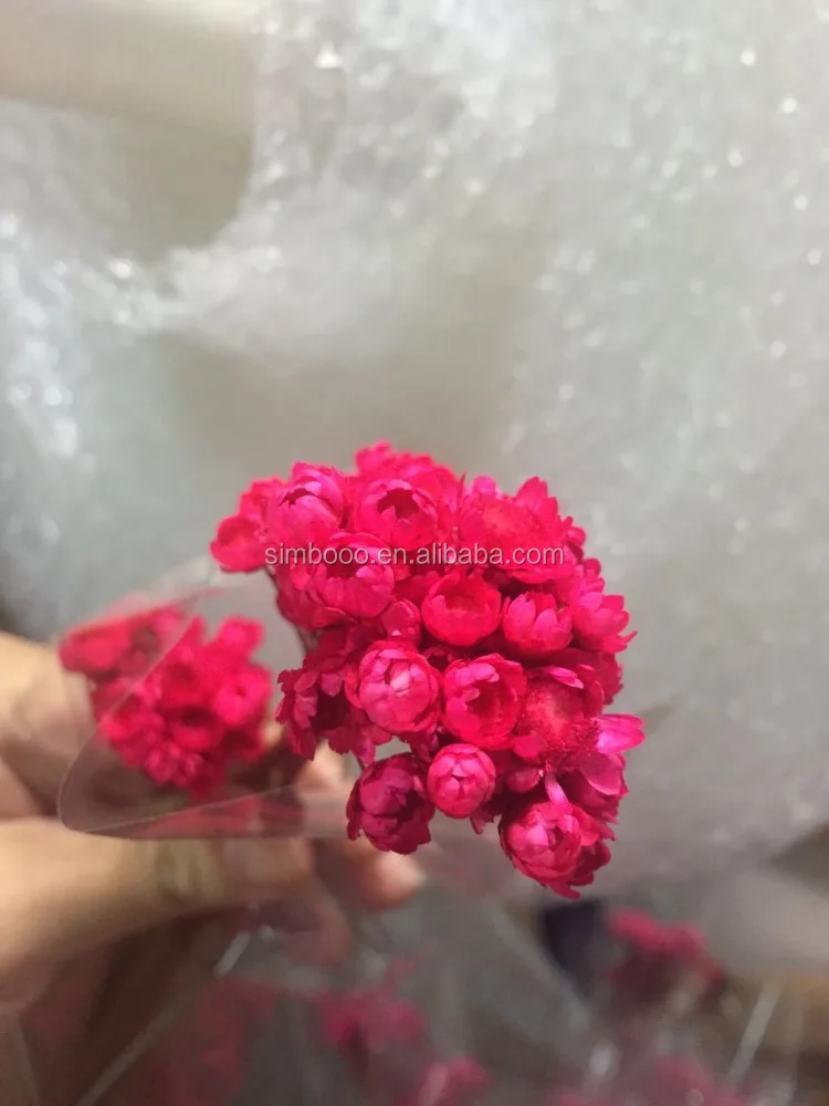 2017Factory direct sale, Small star of Brazil, little daisies of eternal flowers