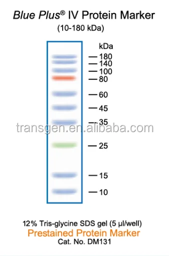 
Blueplus IV Protein Marker(10-180 kDa) 