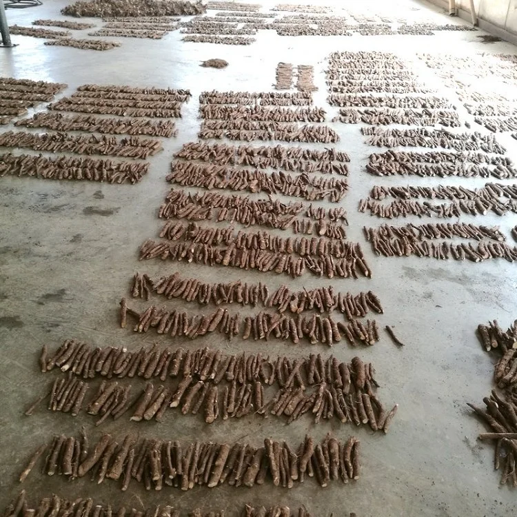 Новый, свежий, Суперстойкий, быстрорастущий Гибридный корень paulownia fortunei для роста