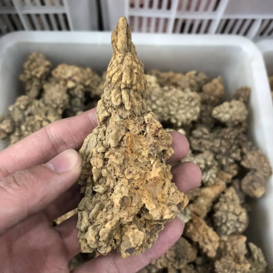 Natural Monazite Specimen Dinosaur Faeces Fossil Stone Rare Earth Minerals Dinosaur Excrement Fossil