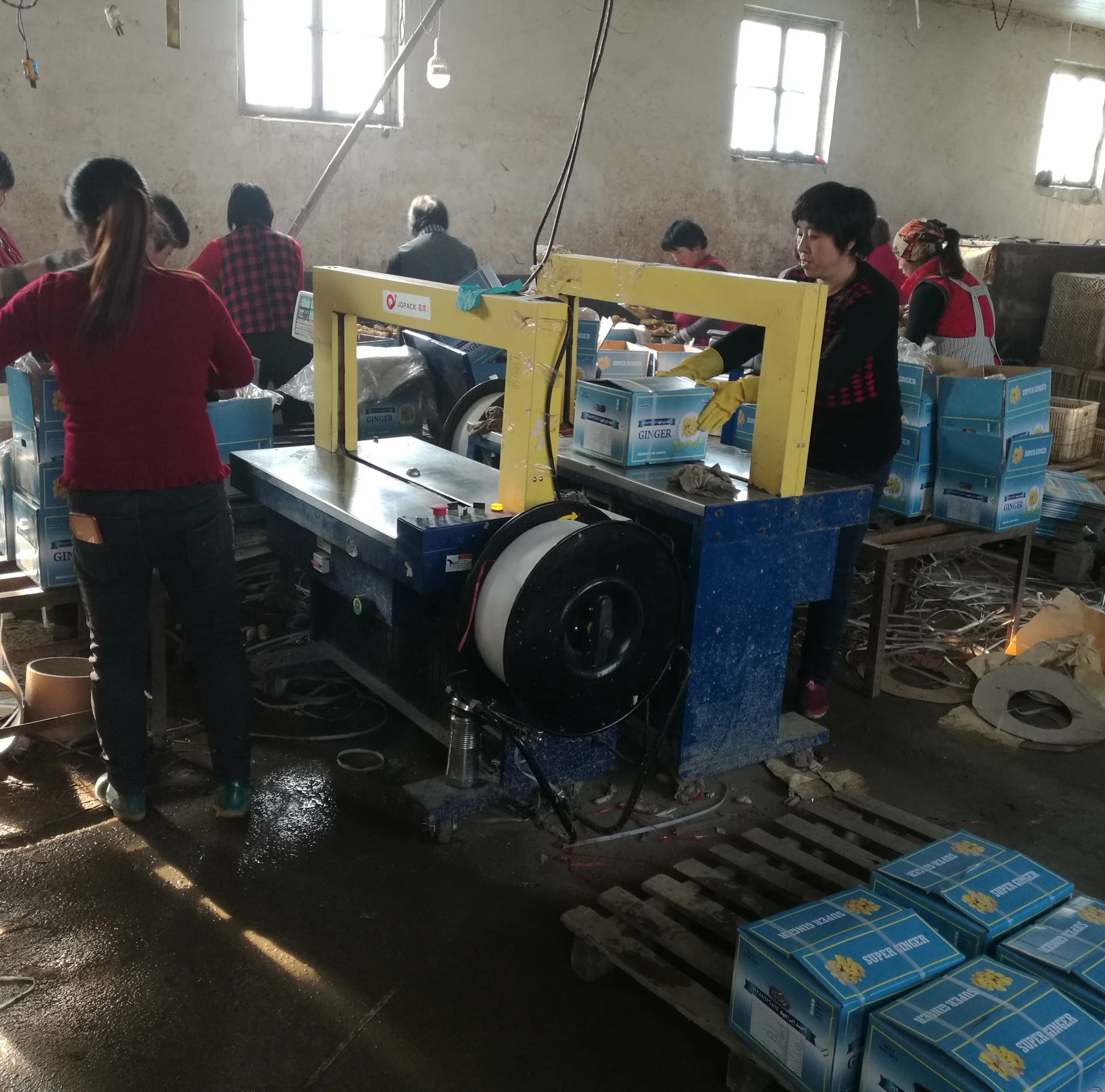 fresh /young fat/air/An qiu ginger