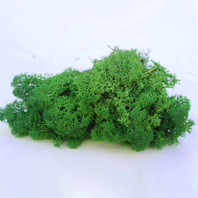 HFloral Company decoration background wall supermoss preserved moss bulk Hotel decor Natural preserved reindeer moss