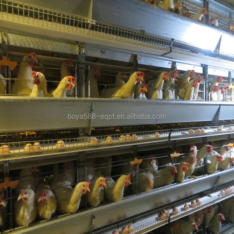 
Дешевые дизайнерские ячейки для кур, яичницы, сельскохозяйственное оборудование для продажи 