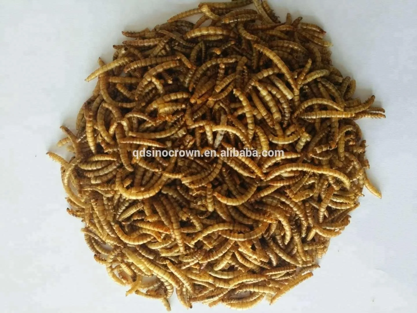 Pet Animal Dog Feed Food Dried Mealworm Animal Consumption Feed