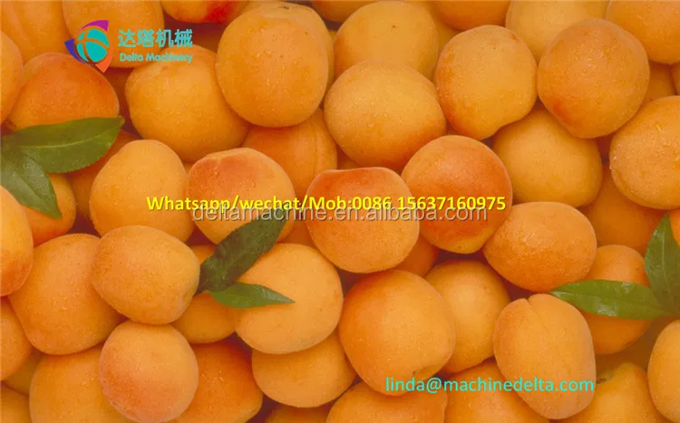 Industrial almond shell and kernel separating machine/apricot seed remover apricot seed getting machine