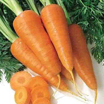 
price organic carrots 