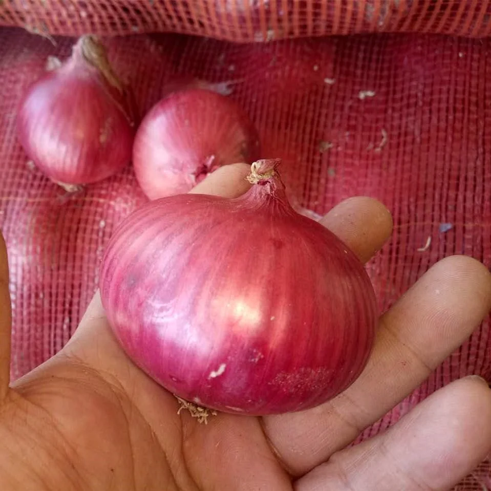 
Fresh Red Onion Sale from China 