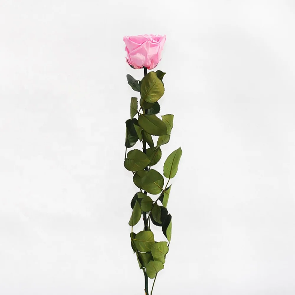 
Wholesale immortal preserved rose flowers 