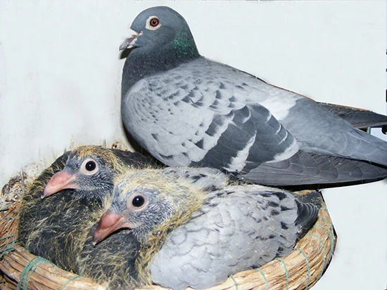 
Enhance immunity pill for racing pigeons products 