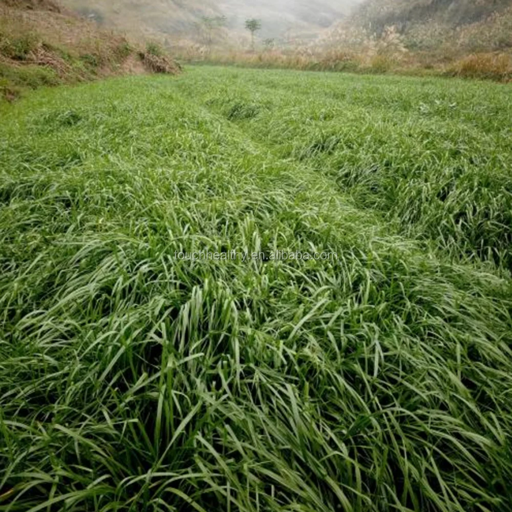 2021 год, поставка Touchhealthy, высокий процент прорастания, семена травы для выращивания