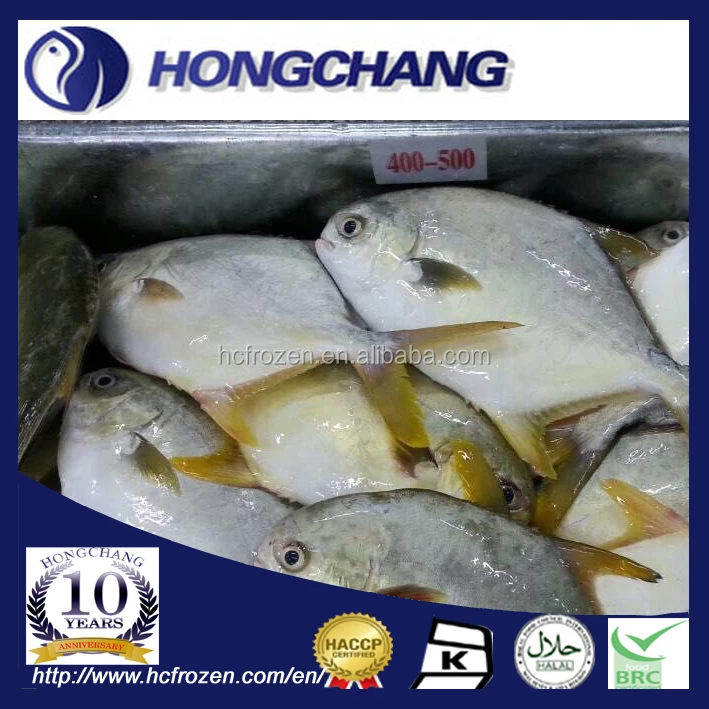 High quality FROZEN GOLDEN POMFRET