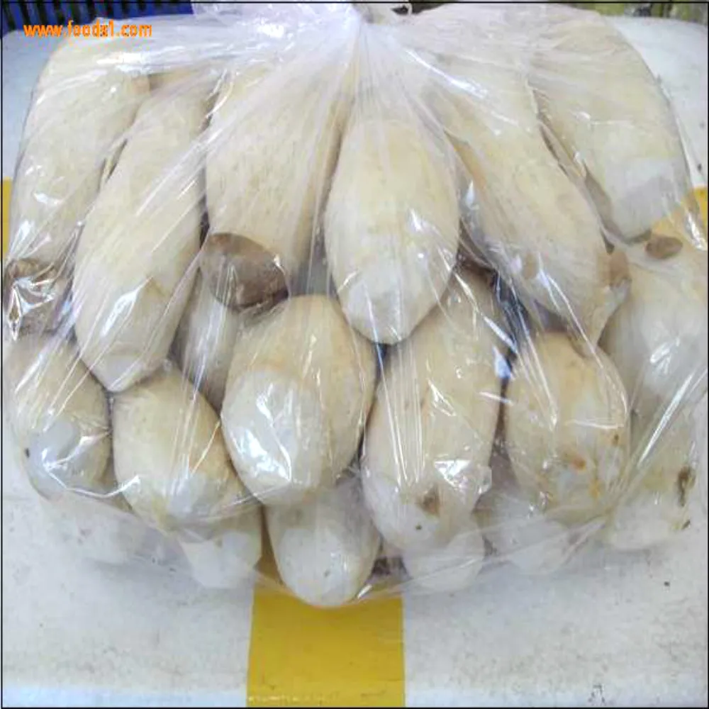 Pleurotus eryngii mushroom