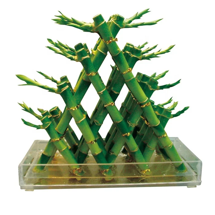 
hot sale pyramid dracaena lucky bamboo 5 layers sanderiana fengshui plants 