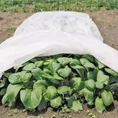 PP Spun bonded Non-woven Fabric for Agriculture