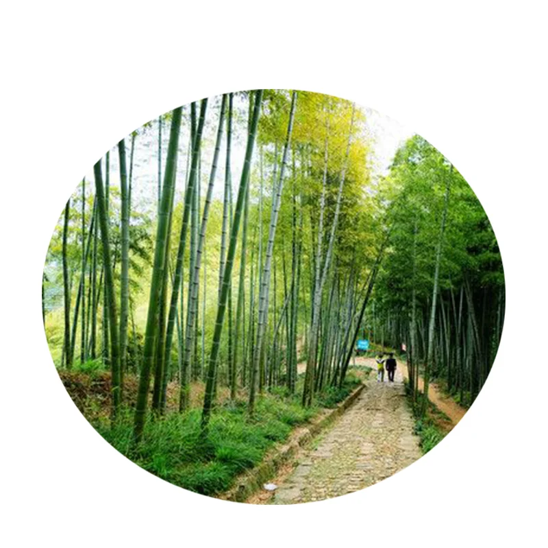 Отбеленная бамбуковая масса высокого качества по низкой цене