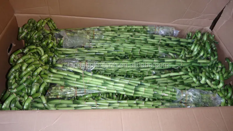 
Spiral Lucky Bamboo, Dracaena Sanderiana 