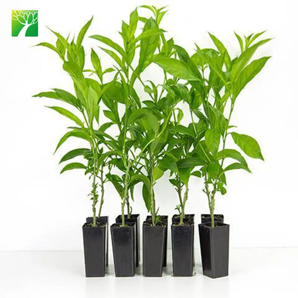 
Wholesale 2.4-3 spacing night-blooming jasmine shrub tree Cestrum nocturnum 