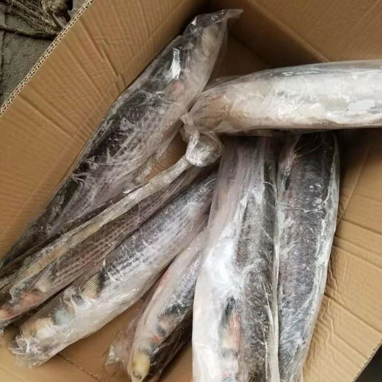 
Frozen Grey Mullet fish IQF 800-1000g 