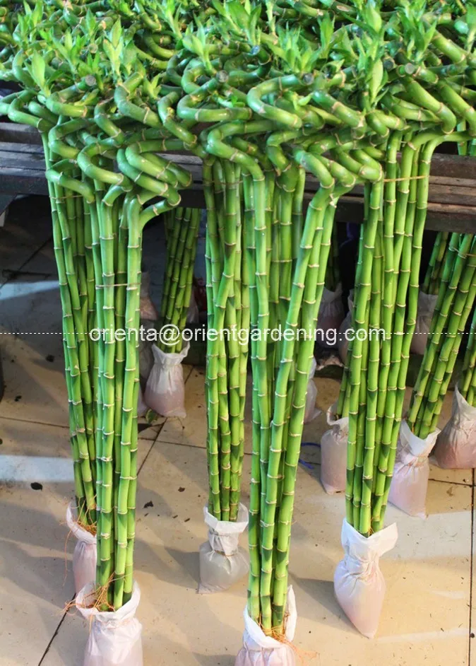 Стебель бонсай 15 см-100 см водная спираль счастливый бамбук