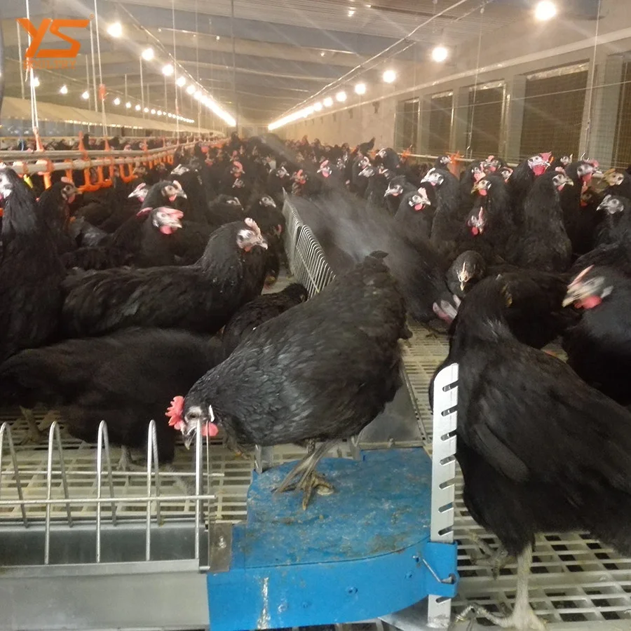 
Modern Automatic plastic breeder floor/ ground rasing system 