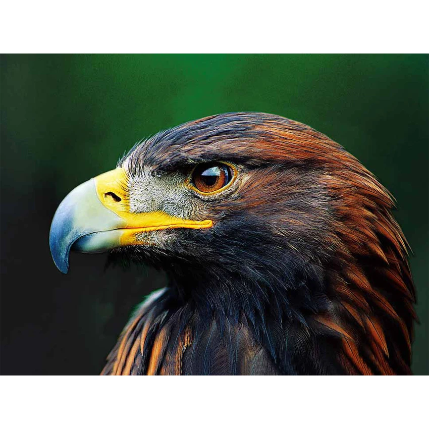 Wolves 3D Lenticular Printing Picture For Gift , Home Decoration