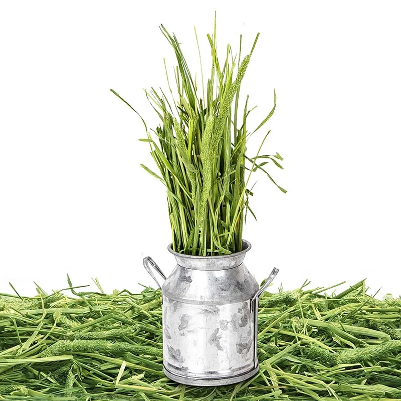 
Joy & Fiber Pet Food Rabbit Feeding Hay Canada Best Rabbit Hay For Rabbits 