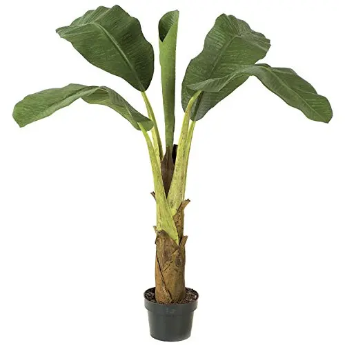 silk vision flowers wholesale banana tissue culture plants
