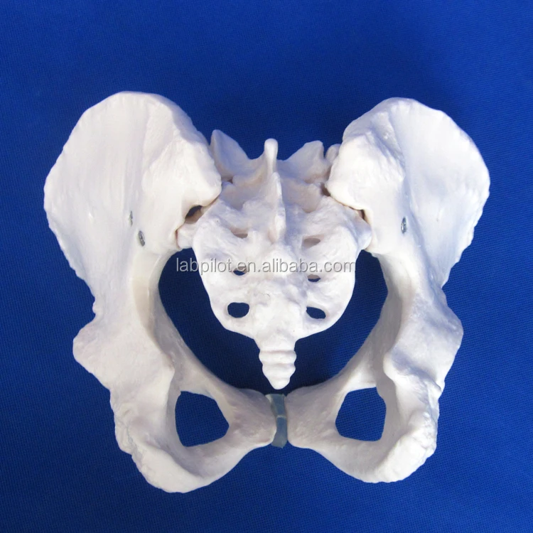 HOT Adult Female Pelvis Model, Human Teaching Anatomy Model Bone Pelvic Floor 3D Medical Simulation Phantom