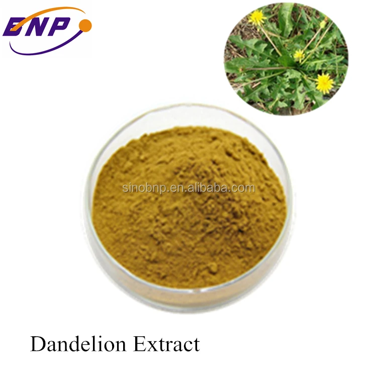 Экстракт Одуванчика с 4%-10% флавоноидов используется в почках и печени