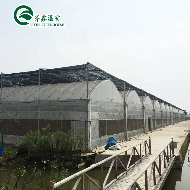China low cost Multi-span Film tunnel Greenhouse