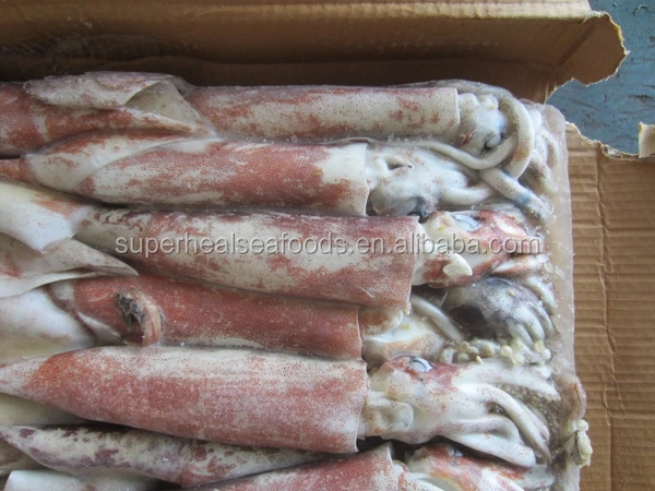 Frozen Squid Food /Japanese Flying Squid