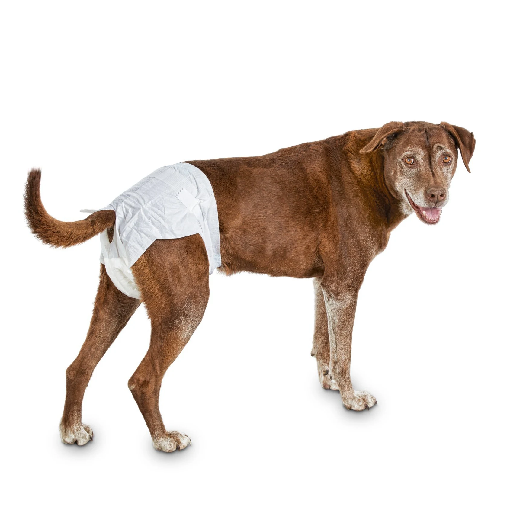 Premium Lifestyle for Pet Dog Disposable Diapers