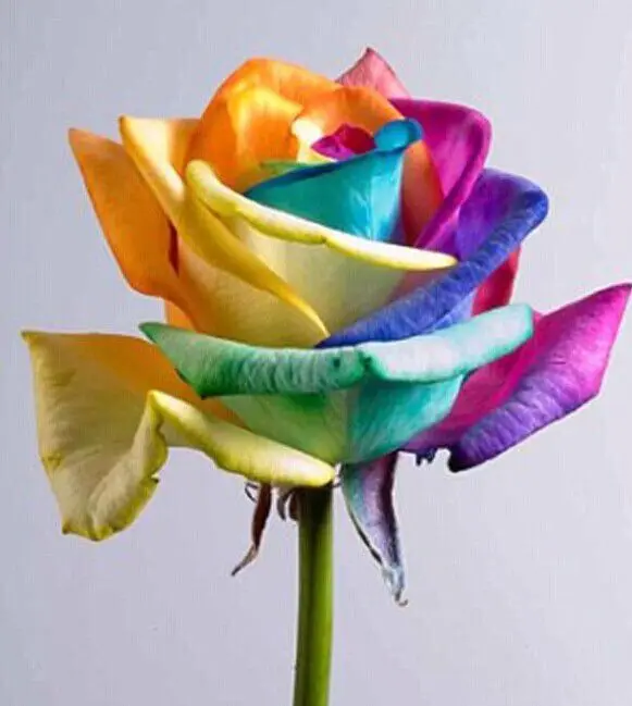 
Rainbow rose flower seed companies hot sale rose seeds 