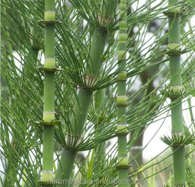 Китайский необработанный чай высушенный трава Equiseti Arvensis продажа обычного конского хвоста 1 кг