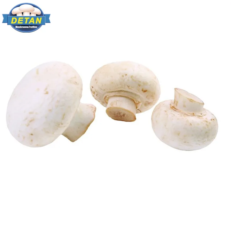 
Market Prices for Agaricus Bisporus Mushroom 