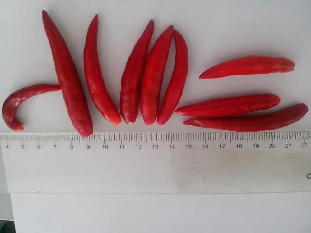 FROZEN CHILI FOR WHOLESALE/ CONTACT