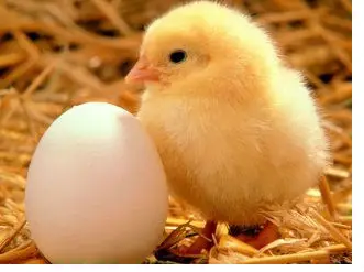 Premix for chickens