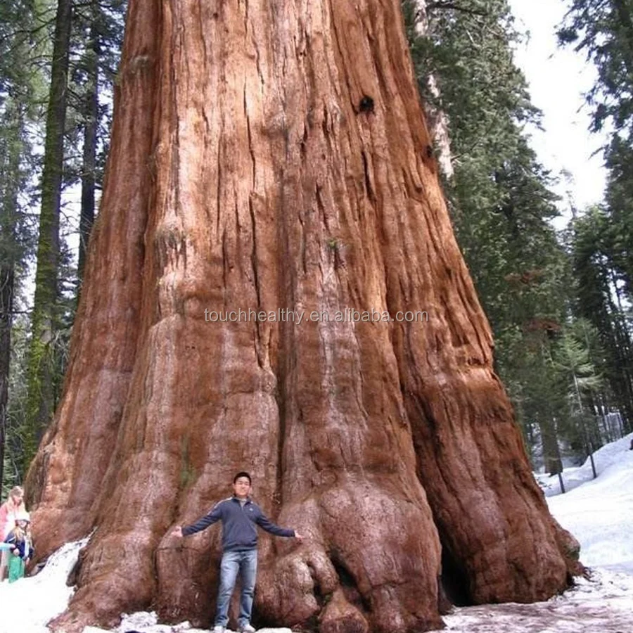 
 2021 семена красного дерева для посева  